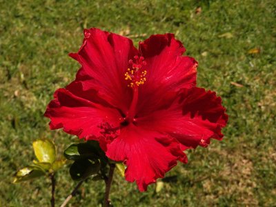 Red Hibiscus 3