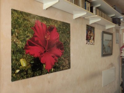 Red Hibiscus Printed