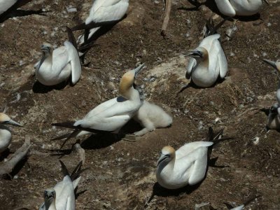 Gannets with Chick 1