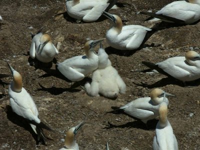 Gannets with Chick 2