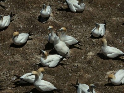 Gannets with Chick 3