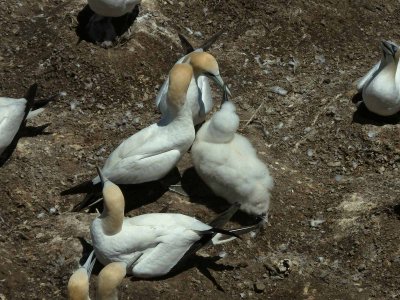 Muriwai Beach Gannets 2014-2015