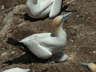Gannets with Chick 4