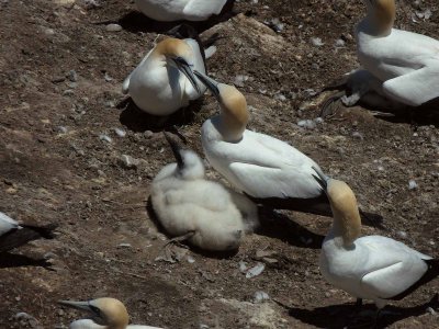 Gannets with Chick 6
