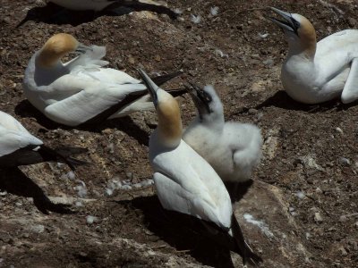 Gannets with Chick 8