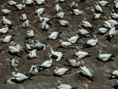 Gannet Colony 7