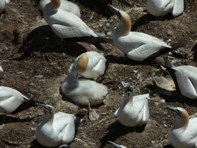 Gannets with Chick 10