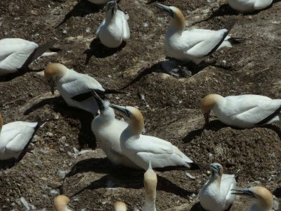 Gannets with Chick 11
