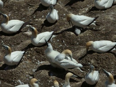 Gannets with Chick 12