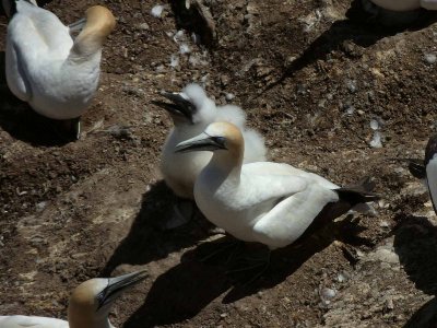 Gannets with Chick 13