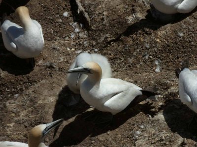 Gannets with Chick 14