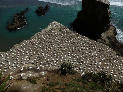 Gannet Colony 10