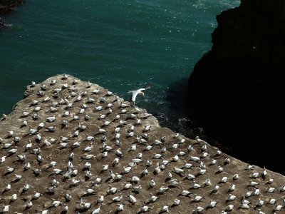 Gannet Colony 11