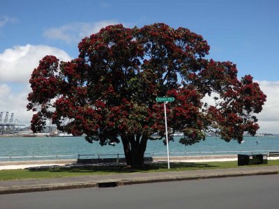 Pohutakawa Tree