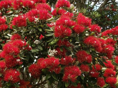 Pohutakawa Blossom 3
