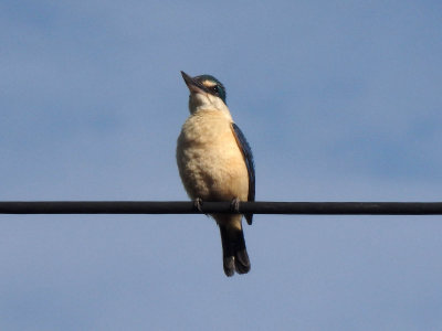 Kingfisher 13