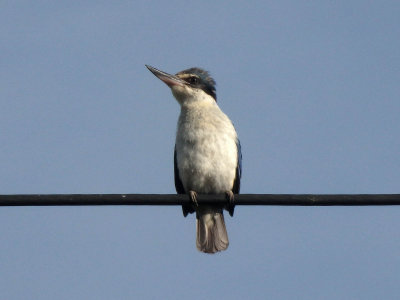 Kingfisher 15