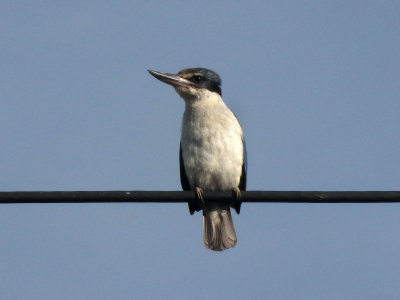 Kingfisher 16