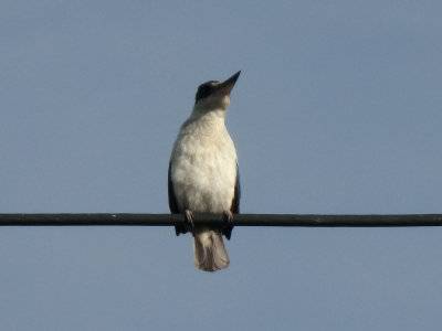 Kingfisher 17