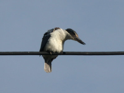 Kingfisher 18
