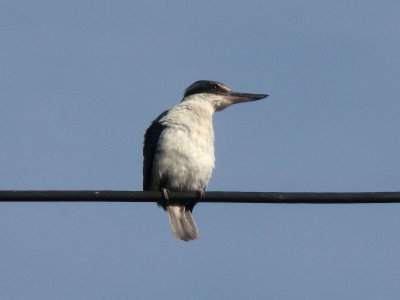 Kingfisher 19