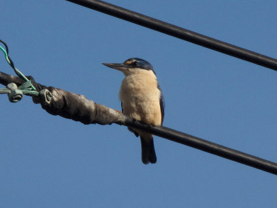 Kingfisher 21