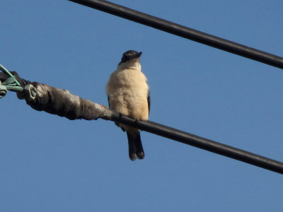 Kingfisher 22