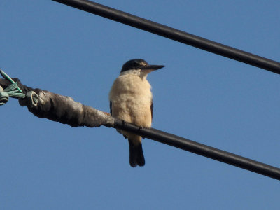 Kingfisher 23