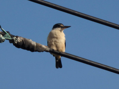 Kingfisher 24