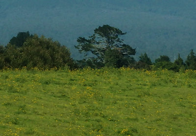 Mount Taranaki Crop-2.jpg