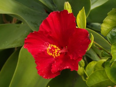 Hibiscus 6