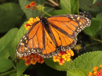 Monarch Butterfly 2