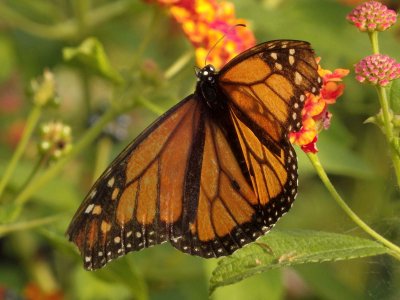 Monarch Butterfly 5