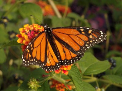 Monarch Butterfly 6