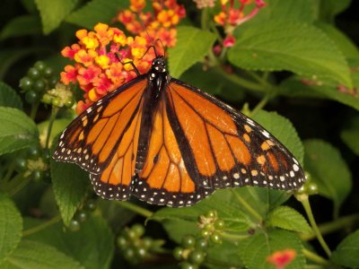 Monarch Butterfly 7