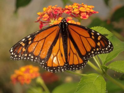 Monarch Butterfly 8