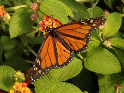 Monarch Butterfly 9