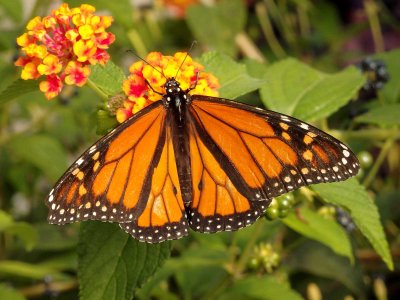 Monarch Butterfly 10
