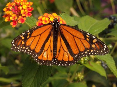 Monarch Butterfly 11