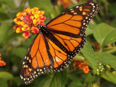 Monarch Butterfly 12