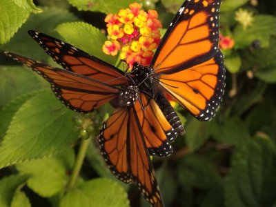 Monarch Butterfly 13