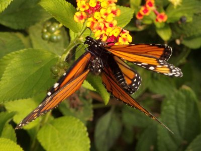 Monarch Butterfly 14