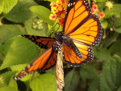 Monarch Butterfly 15