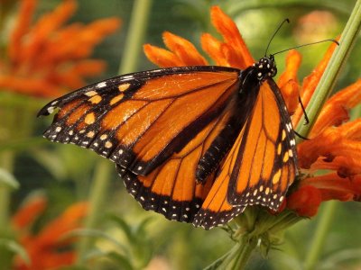 Monarch Butterfly 16