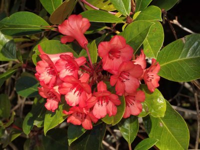 Rhododendron