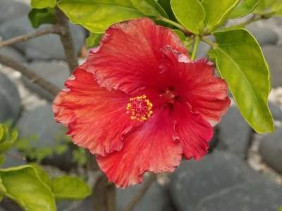 Hibiscus 1