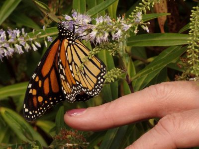 Monarch Butterfly 1