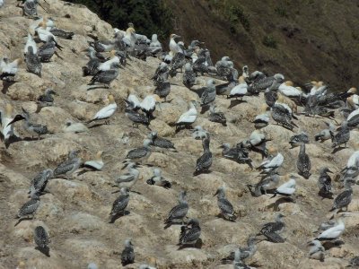 Northern Slope Gannet Colony
