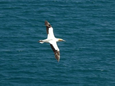 Flying Gannet 1