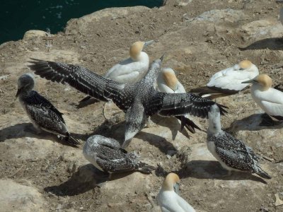 Gannets Up Close 3